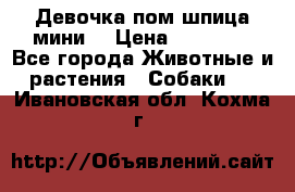 Девочка пом шпица мини  › Цена ­ 30 000 - Все города Животные и растения » Собаки   . Ивановская обл.,Кохма г.